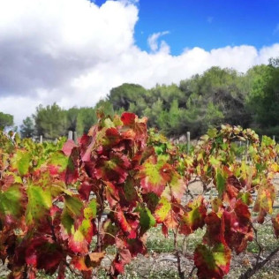 Visita a la Bodega y Viñedos El Jardí dels Sentits, Cata y Masterclass de Vinos para dos (Sant Sebastià dels Gorgs, Barcelona)