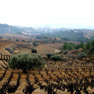 Visita a Bodega Miquel J. Jané y Cata de 3 vinos para dos (Barcelona) 