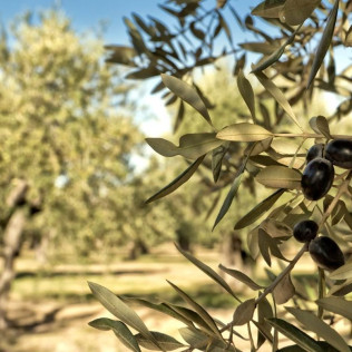 Cata La Esencia del Olivo: Paseo por los Olivares y Experiencia Sensorial de AOVE con Maridaje para dos en Molino del Arco (Ronda, Málaga)