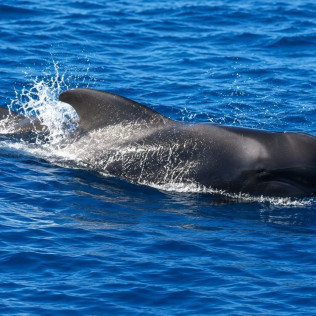 Dolphin Safari: Salida en Barco con Avistamiento de Cetáceos (Puerto Rico, Las Palmas)