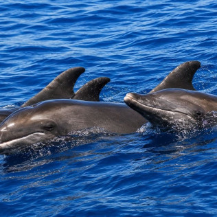 Dolphin Safari: Salida en Barco con Avistamiento de Cetáceos (Puerto Rico, Las Palmas)