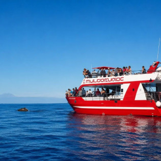 Dolphin Safari: Salida en Barco con Avistamiento de Cetáceos (Puerto Rico, Las Palmas)