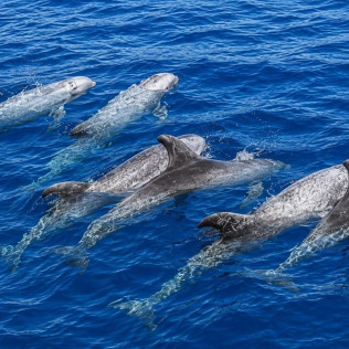 Dolphin Safari: Salida en Barco con Avistamiento de Cetáceos (Puerto Rico, Las Palmas)