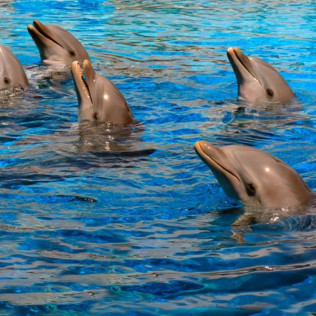 Entrada a Mundomar y Encuentro con Delfines (Benidorm, Alicante)