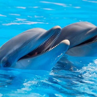Entrada a Mundomar y Encuentro con Delfines (Benidorm, Alicante)