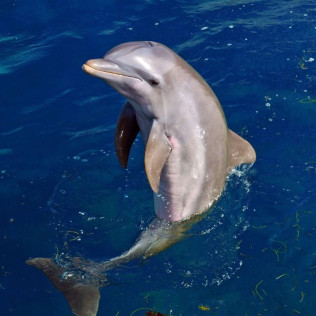 Entrada a Mundomar y Encuentro con Delfines (Benidorm, Alicante)