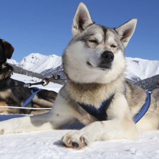Mushing por la Senda de los Osos (Vall d'Aran, Lleida)