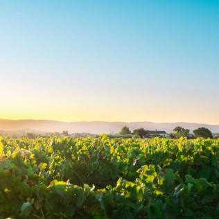 Visita a Bodega y Cata de Vinos en Caves Nadal (Torrelavit, Barcelona)