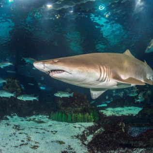 Sumérgete entre Tiburones (Barcelona)