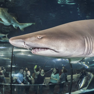 Sumérgete entre Tiburones (Barcelona)