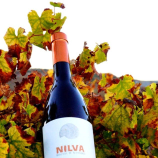 Visita a Bodega Nilva con Cata de Vinos y Tapas para cuatro personas (Manilva, Málaga)