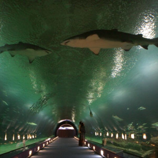 Entrada a Oceanogràfic y Backstage Tour (Valencia)