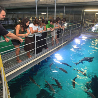 Entrada a Oceanogràfic y Backstage Tour (Valencia)