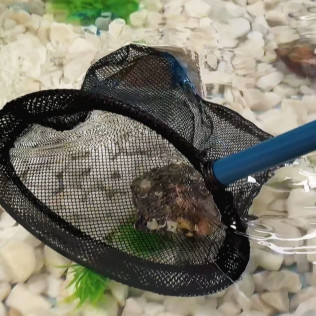 Pesca tu Perla Akoya: Pesca de una Ostra, Revelación y Valoración de la Perla con Montura Opcional (Tenerife)