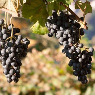 Pack Hotel y Visita a Bodega con Cata
