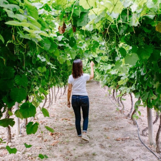 Noche entre Viñedos: Escapada con Desayuno y Visita a Bodega Pago de Tharsys con Cata y Embutidos para dos (L-J) (Valencia) 