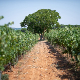 Visita a Bodega con Cata de Vinos y Aperitivo para dos en Palacio de Villachica (Toro, Zamora)