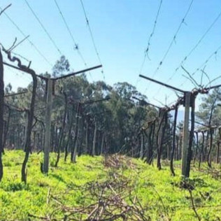 Circuito Termal Palacio del Agua con Comida en Balneario de Mondariz y Visita a Bodegas Señorío de Rubiós con Cata para dos (Pontevedra)