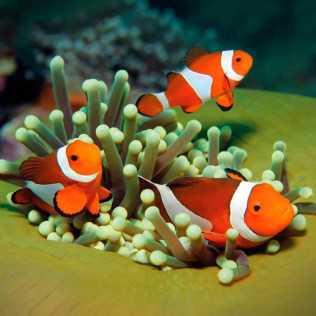 Entrada a Palma Aquarium (Palma de Mallorca)