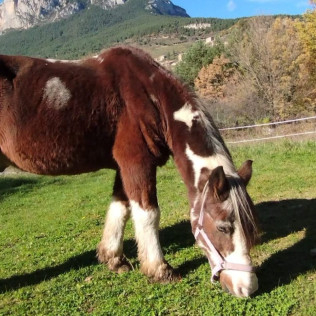 Ruta a Caballo con Fotos (Saldes, Barcelona)