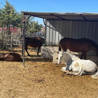 Paseo a Caballo para dos con Opción a Tosta y Bebida (Campo Real, Madrid)