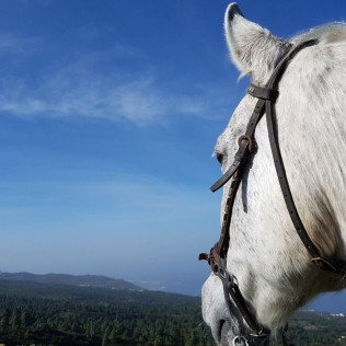 Paseo a Caballo (Icod de los Vinos, Tenerife)