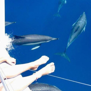 Paseo en Barco por la Costa del Sol con Avistamiento de Delfines (Fuengirola, Málaga) 