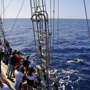 Paseo en Barco Pirata y Baño (Morro Jable, Fuerteventura)