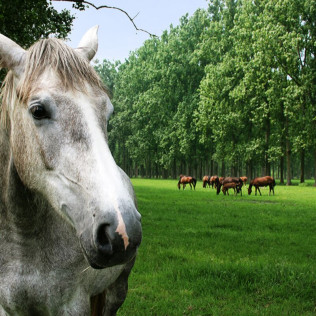 Paseo a Caballo (Girona)
