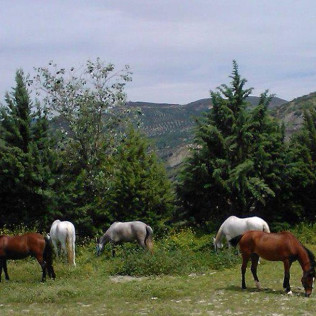Paseo a Caballo para dos (Granada)
