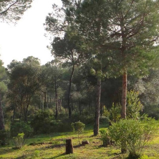 Paseo a Caballo para dos por Pinares de Aznalcázar (Sevilla)