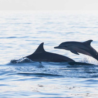 Paseo en Catamarán Freebird para Avistamiento de Ballenas y Delfines con Baño (Costa Adeje, Tenerife)
