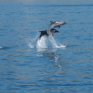 Avistamiento de Delfines y Vistas a la Costa del Sol (Benalmádena, Málaga)
