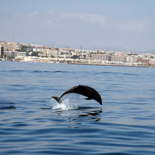 Avistamiento de Delfines y Vistas a la Costa del Sol (Benalmádena, Málaga)