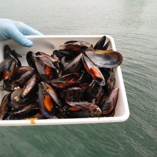 RUTA DEL MEJILLÓN: Paseo en Barco y Degustación de Mejillón (Pontevedra)