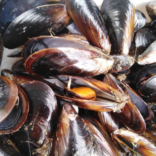 RUTA DEL MEJILLÓN: Paseo en Barco y Degustación de Mejillón (Pontevedra)