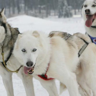 OFERTA Mushing: 2 Km en Paseo en Trineo tirado por Perros y Seguro (Andorra)