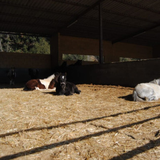 Paseo en Poni con Opción a Contacto para Niños en el Montseny (Barcelona)