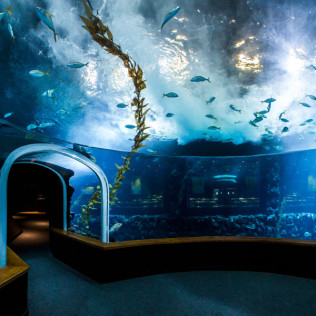 Entradas al Acuario Poema del Mar (Las Palmas de Gran Canaria)
