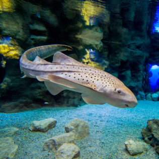 Entradas al Acuario Poema del Mar (Las Palmas de Gran Canaria)
