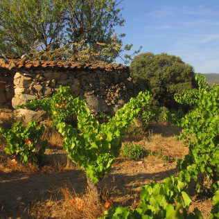 Escapada con Desayuno en La Posada de Bayuela y Visita guiada a Bodegas Canopy con Cata de Vinos y Aperitivo para dos (Toledo)