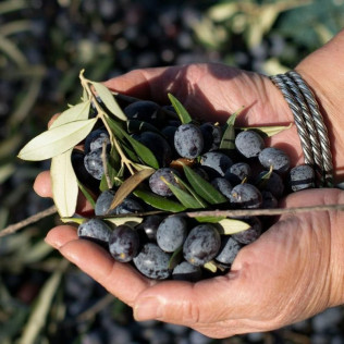 Pack Óleo: Visita a la Almazara y Degustación de Aceites (Madrid)