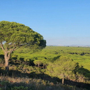 Ruta en Quad (Chiclana o Conil de la Frontera, Cádiz)