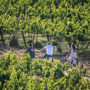 Raimat Sobre Ruedas: Visita a Bodega, Paseo por Raimat Natura en Bicicleta Eléctrica y Degustación de Vinos y Cava (Lleida)