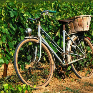 Ruta en Bicicleta y Visita Completa a Bodega con Degustación y Cata de Vinos en Bodega Miquel J. Jané (Barcelona)
