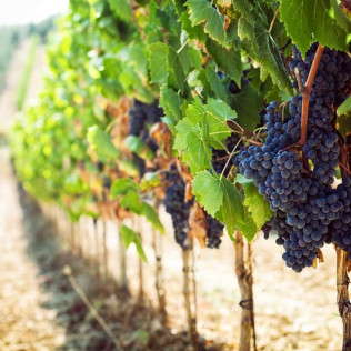 Ruta a Caballo y Visita Completa a Bodega con Degustación y Cata de Vinos en Bodega Miquel J. Jané (Barcelona)