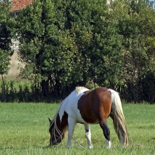 Paseo a Caballo para niños (Chiclana, Cádiz)