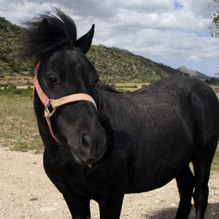 Paseo a Caballo para niños (Chiclana, Cádiz)