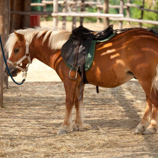 Paseo a Caballo para niños (Chiclana, Cádiz)