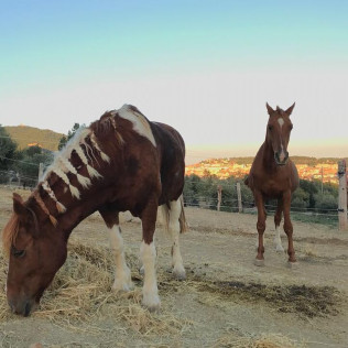 Ruta a Caballo y Visita a la Granja (Castellar del Vallès, Barcelona)